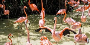 Flamingos rosados en el parque Xcaret en Cancún México