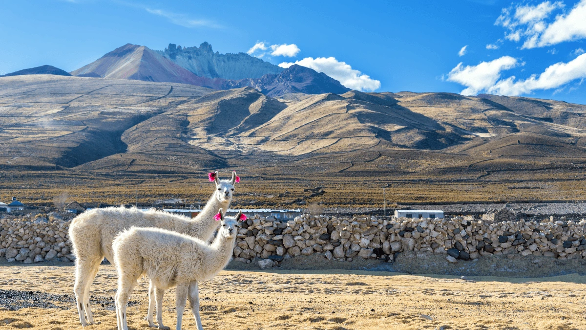 Llamas en el altiplano boliviano con montañas de fondo.