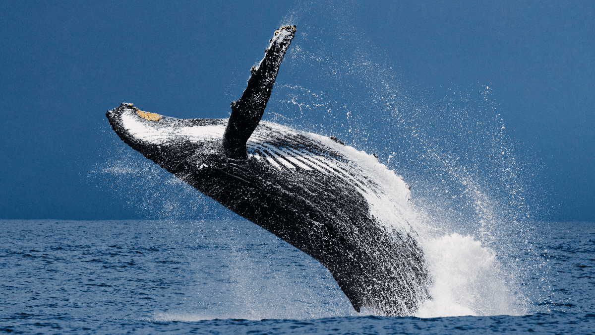 Avistamiento de Ballenas en Bahía Solano 2026 - Mundoturs